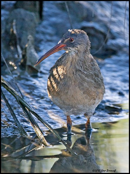 _0SB7355 clapper rail.jpg